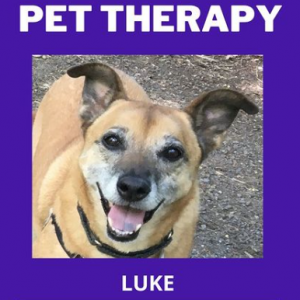 A photo of a dog named Luke looking into the camera as thought smiling. The text reads "pet therapy" and "Luke" on a purple background.