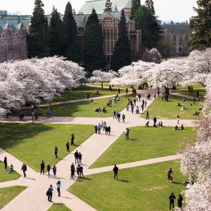 Cherry blossoms bloom over the UW Quad as students walk underneath.