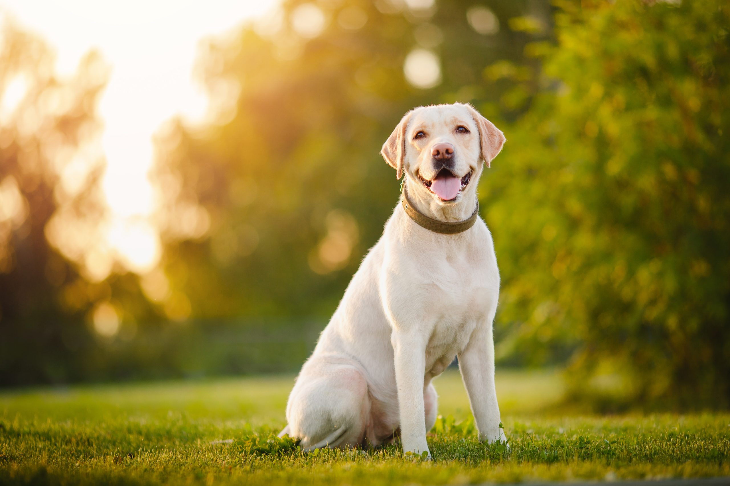 Labrador Retriever