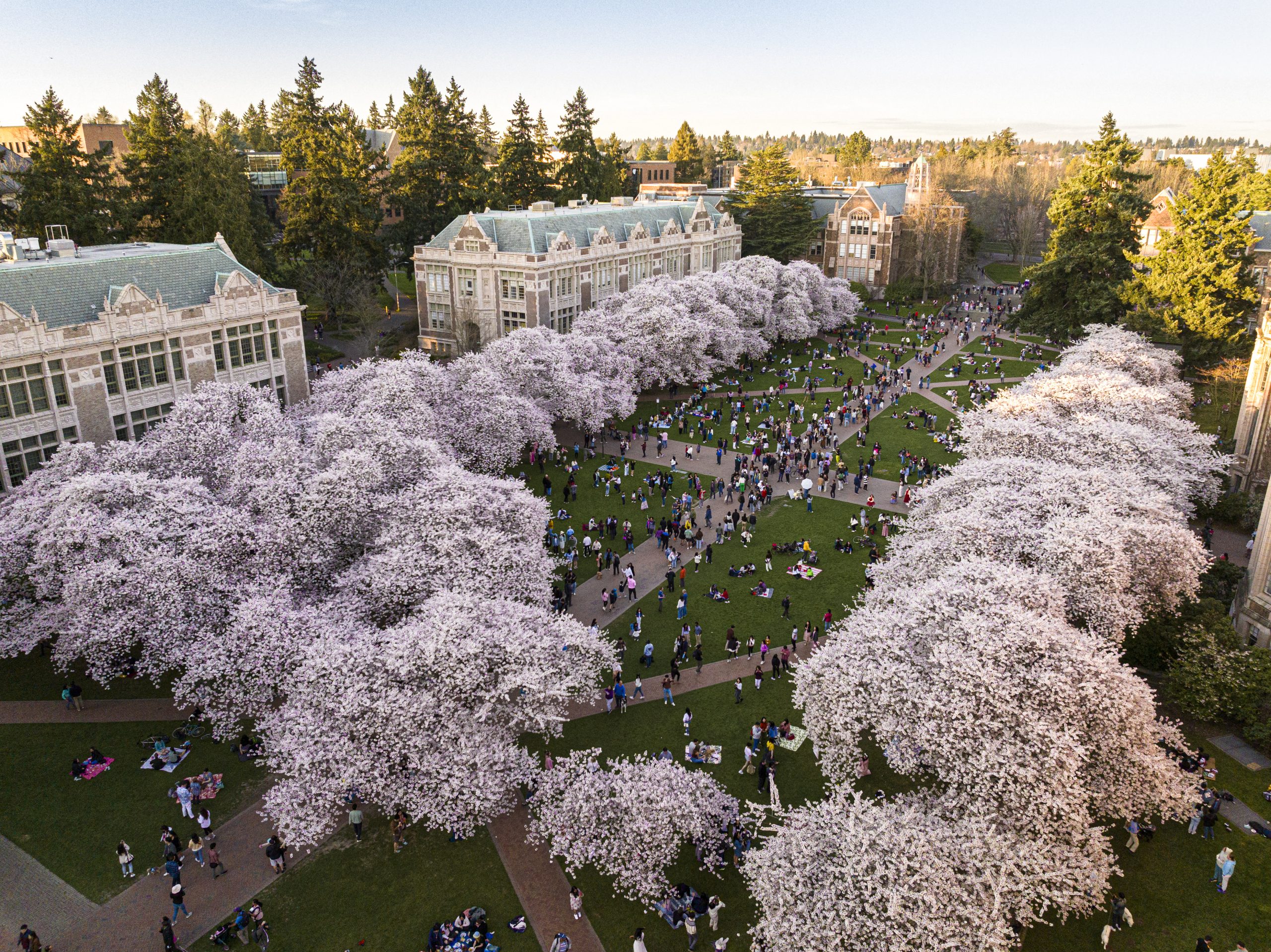 Image of the UW cherry blossoms on the quad.